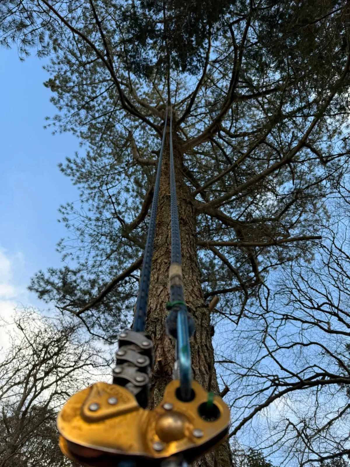 Looking straight up a pine trunk along climbing ropes from a gold rope-access device