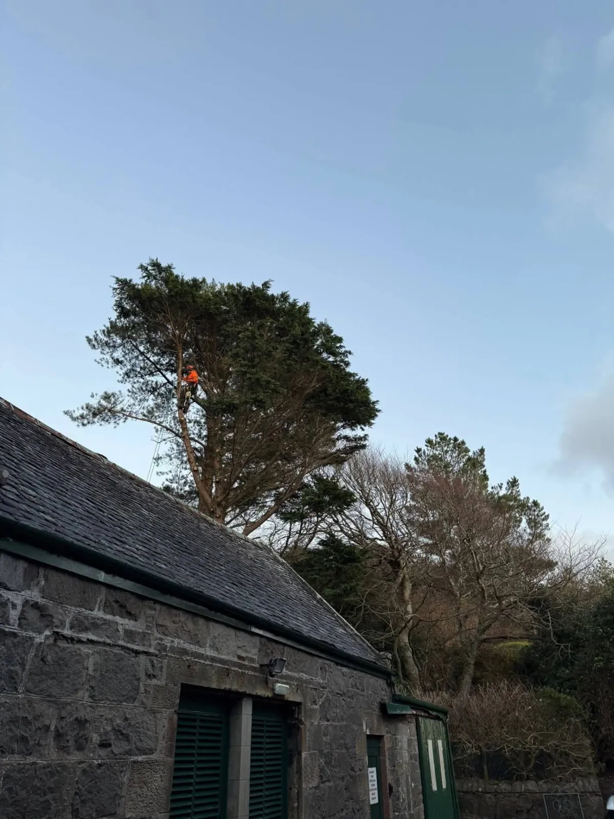 Arborist in orange climbing a conifer that stands tight against a slate roof on a stone building