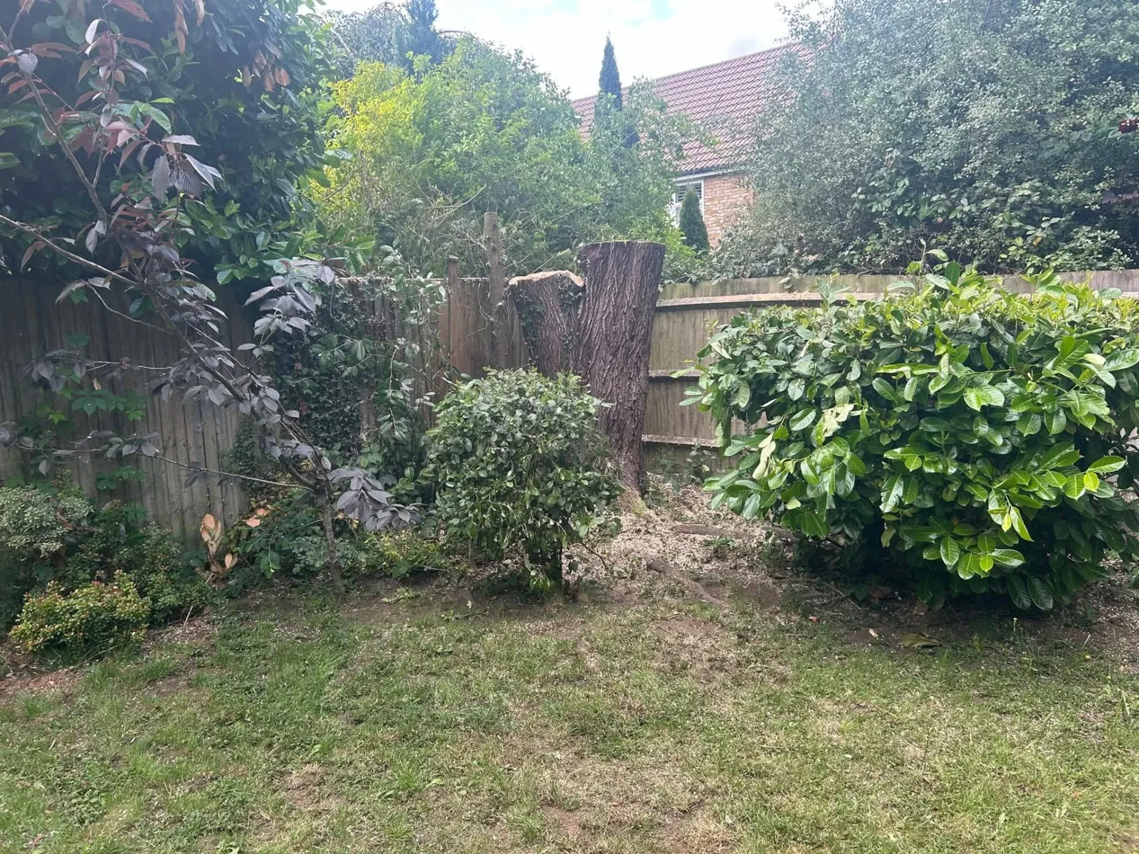 Cut tree stump in the same garden corner beside the fence and laurel shrubs