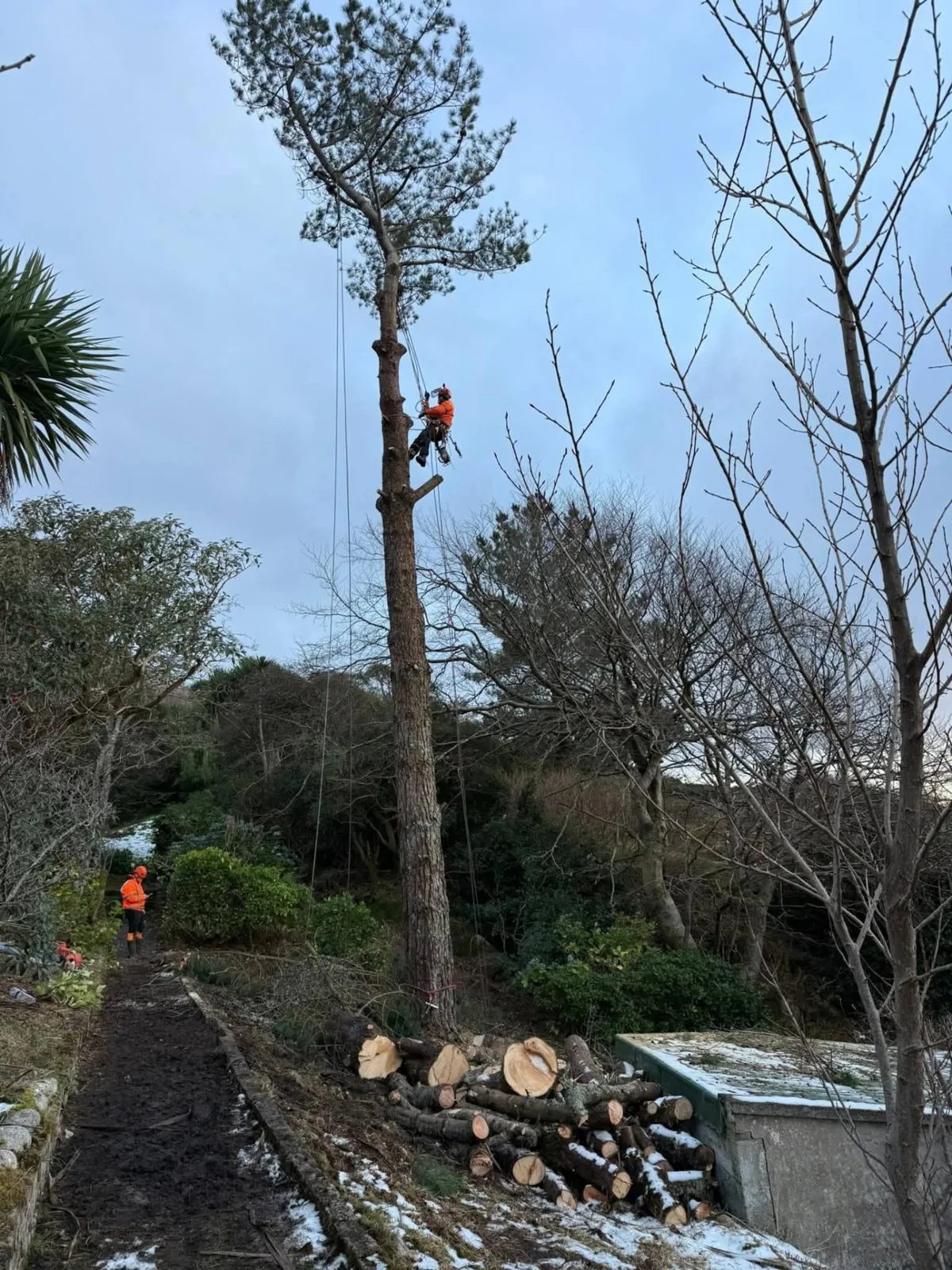 Arborist roped high in a pine while a ground worker in hi-vis stands on a garden path, cut logs stacked nearby