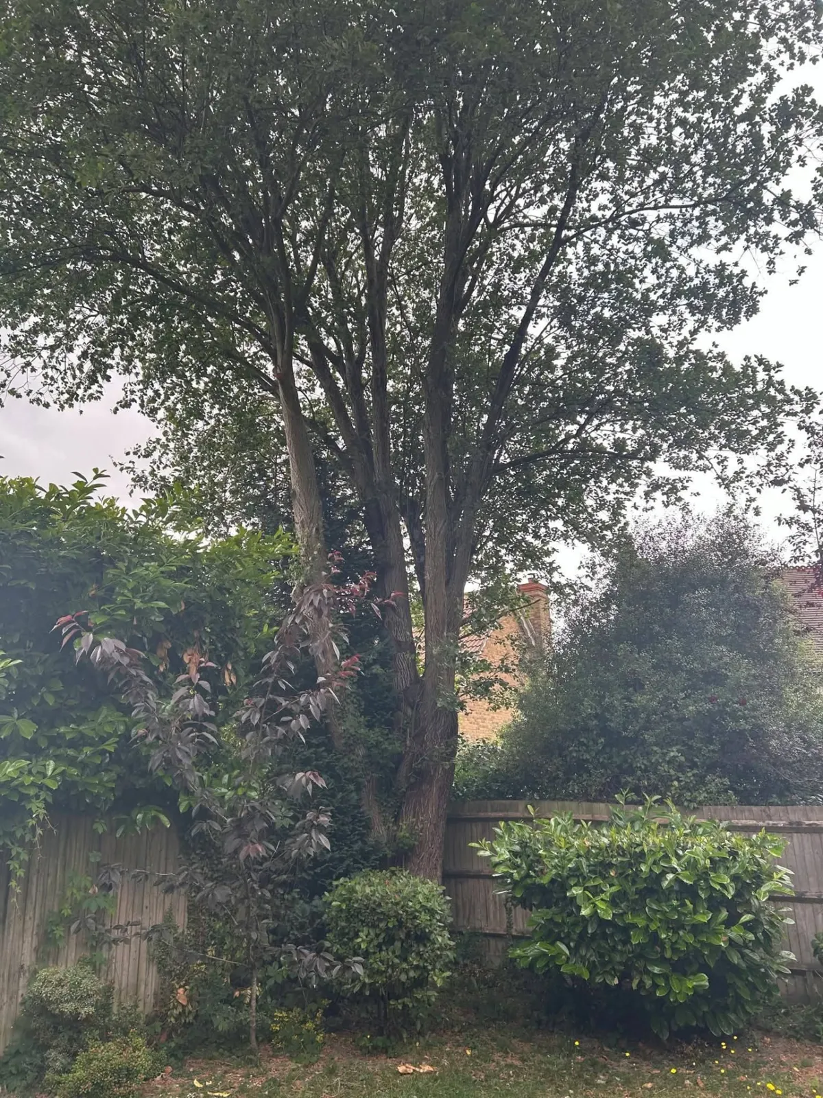 Tall multi-stem tree towering over a garden fence, shrubs and lawn