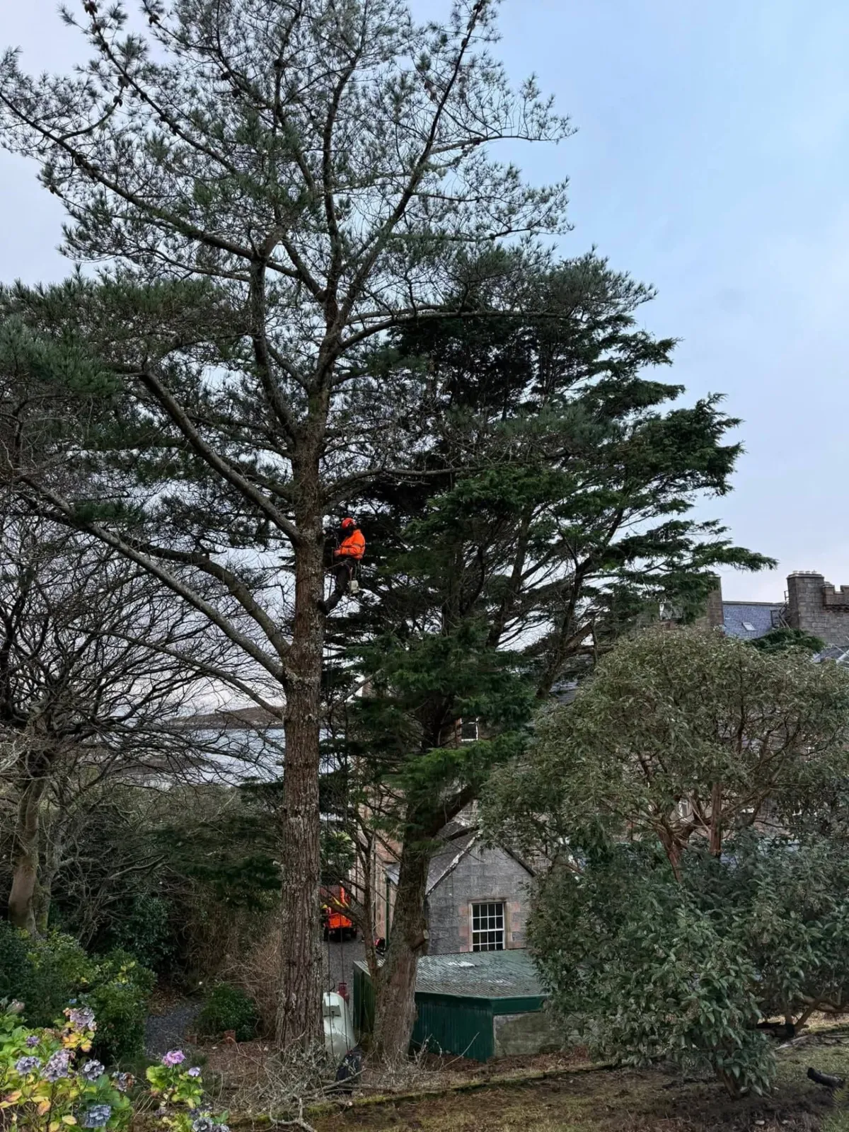 Arborist in orange hi-vis climbing inside a large pine canopy above a garden