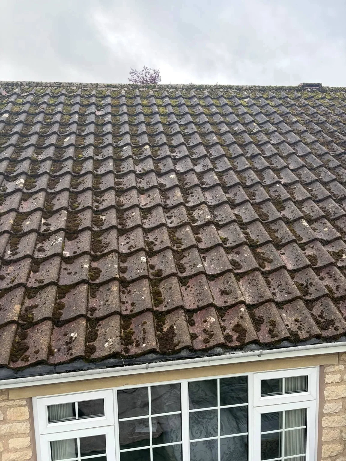 Moss-covered concrete tiled roof above white uPVC windows on a stone house